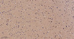 MKK7 Antibody in Immunohistochemistry (Paraffin) (IHC (P))