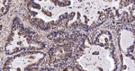 MKK7 Antibody in Immunohistochemistry (Paraffin) (IHC (P))