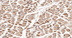 MKK7 Antibody in Immunohistochemistry (Paraffin) (IHC (P))