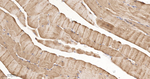MKK7 Antibody in Immunohistochemistry (Paraffin) (IHC (P))