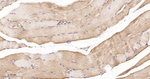 MKK7 Antibody in Immunohistochemistry (Paraffin) (IHC (P))