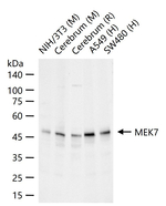 MKK7 Antibody in Western Blot (WB)