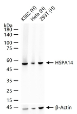HSPA14 Recombinant Rabbit Monoclonal Antibody (7A10)