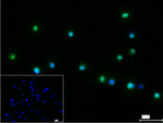 CDC25C Antibody in Immunocytochemistry (ICC/IF)