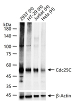 CDC25C Antibody in Western Blot (WB)