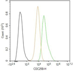 CDC25B Antibody in Flow Cytometry (Flow)