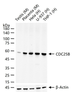 CDC25B Recombinant Rabbit Monoclonal Antibody (9H7)