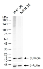 SUMO4 Recombinant Rabbit Monoclonal Antibody (4H11)