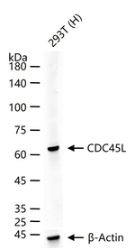 CDC45L Recombinant Rabbit Monoclonal Antibody (6H9)