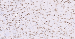 CDC5L Antibody in Immunohistochemistry (Paraffin) (IHC (P))
