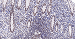 CDC5L Antibody in Immunohistochemistry (Paraffin) (IHC (P))