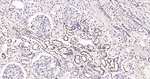 CDC5L Antibody in Immunohistochemistry (Paraffin) (IHC (P))