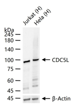 CDC5L Antibody in Western Blot (WB)