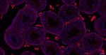 HSP105 Antibody in Immunohistochemistry (Paraffin) (IHC (P))