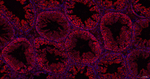 HSP105 Antibody in Immunohistochemistry (Paraffin) (IHC (P))