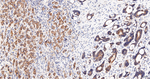 HSP105 Antibody in Immunohistochemistry (Paraffin) (IHC (P))