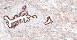 HSP105 Antibody in Immunohistochemistry (Paraffin) (IHC (P))