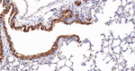 HSP105 Antibody in Immunohistochemistry (Paraffin) (IHC (P))