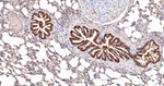 HSP105 Antibody in Immunohistochemistry (Paraffin) (IHC (P))