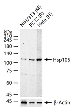 HSP105 Antibody in Western Blot (WB)