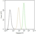 Caspase 2 Antibody in Flow Cytometry (Flow)