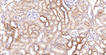 Caspase 2 Antibody in Immunohistochemistry (Paraffin) (IHC (P))