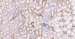 Caspase 2 Antibody in Immunohistochemistry (Paraffin) (IHC (P))