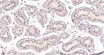 Caspase 2 Antibody in Immunohistochemistry (Paraffin) (IHC (P))