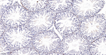 Caspase 2 Antibody in Immunohistochemistry (Paraffin) (IHC (P))