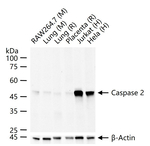 Caspase 2 Antibody in Western Blot (WB)