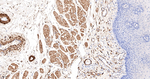 HSP20 Antibody in Immunohistochemistry (Paraffin) (IHC (P))