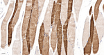 HSP20 Recombinant Rabbit Monoclonal Antibody (1H10)