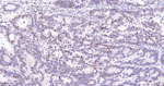 CDCA5 Antibody in Immunohistochemistry (Paraffin) (IHC (P))