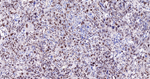 CDCA5 Antibody in Immunohistochemistry (Paraffin) (IHC (P))