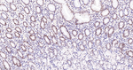 CDCA5 Antibody in Immunohistochemistry (Paraffin) (IHC (P))