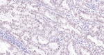 CDCA5 Antibody in Immunohistochemistry (Paraffin) (IHC (P))