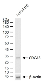 CDCA5 Antibody in Western Blot (WB)