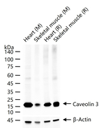 Caveolin 3 Recombinant Rabbit Monoclonal Antibody (5G2)