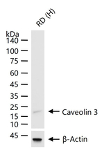 Caveolin 3 Antibody in Western Blot (WB)
