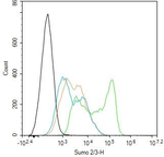 SUMO2/SUMO3 Antibody in Flow Cytometry (Flow)