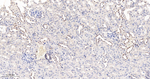 SUMO2/SUMO3 Antibody in Immunohistochemistry (Paraffin) (IHC (P))