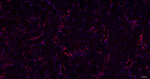 SUMO2/SUMO3 Antibody in Immunohistochemistry (Paraffin) (IHC (P))
