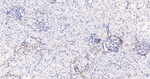SUMO2/SUMO3 Antibody in Immunohistochemistry (Paraffin) (IHC (P))