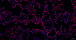 SUMO2/SUMO3 Antibody in Immunohistochemistry (Paraffin) (IHC (P))