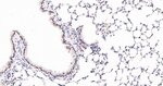 SUMO2/SUMO3 Antibody in Immunohistochemistry (Paraffin) (IHC (P))
