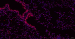 SUMO2/SUMO3 Antibody in Immunohistochemistry (Paraffin) (IHC (P))