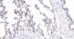 SUMO2/SUMO3 Antibody in Immunohistochemistry (Paraffin) (IHC (P))