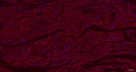 Caveolin 3 Antibody in Immunohistochemistry (Paraffin) (IHC (P))