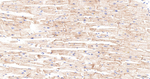 Caveolin 3 Antibody in Immunohistochemistry (Paraffin) (IHC (P))