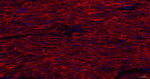 Caveolin 3 Antibody in Immunohistochemistry (Paraffin) (IHC (P))